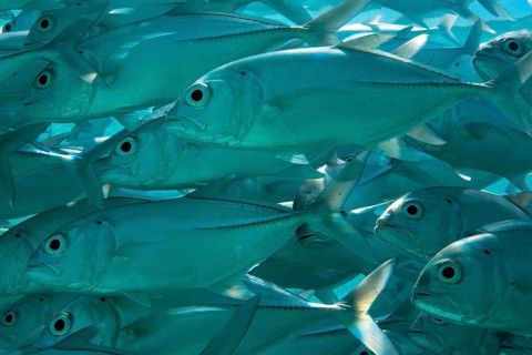 School of Bigeye Trevally (Caranx sexfasciatus) in a lagoon