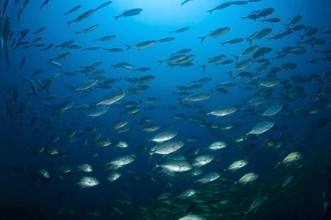School of Bigeye Trevally (Caranx sexfasciatus)