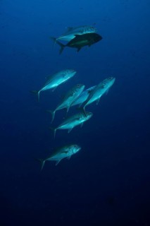 Bigeye Trevally (Caranx sexfasciatus)