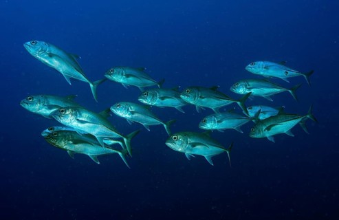 Bigeye Trevally (Caranx sexfasciatus)