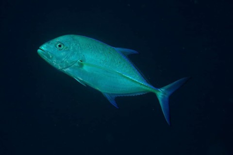 Bluefin Trevally (Caranx melampygus)