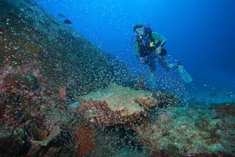 Scuba diver and a shoal of Pigmy Sweepers (Parapriacanthus ransonneti)