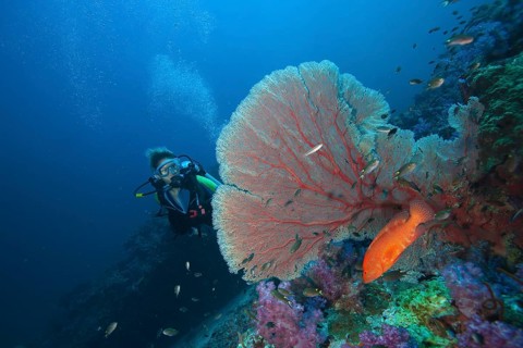 Scuba diver behind a sea fan watching a Miniata grouper