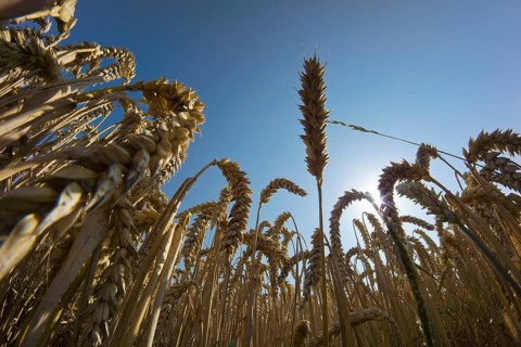 Wheat field