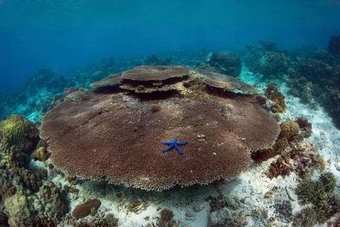 Intact coral reef with plate coral