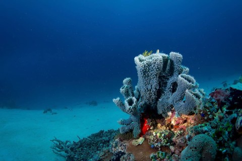 Coral reef with tube sponges