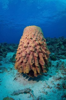 Large Barrel Sponge (Xestospongia testudinaria)