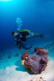 Scuba diver observing a Maxima Clam or Giant Clam (Tridacna maxima)