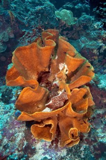 Large Elephant Ear Sponge (Ianthella basta) in a coral reef