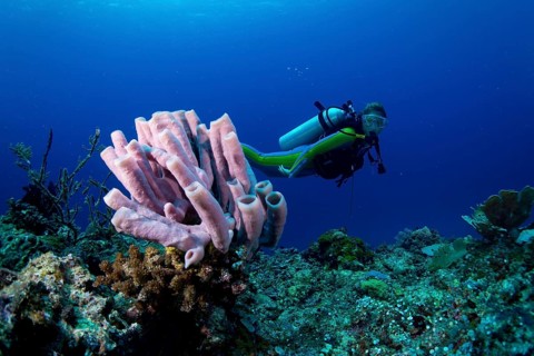 Scuba diver looking at a Tube Sponge (Niphates olemda)