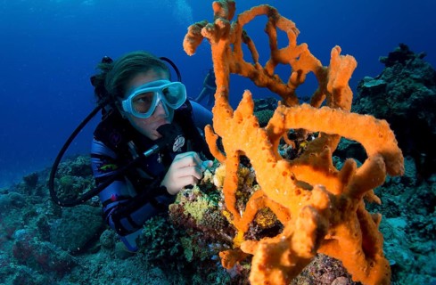 Scuba diver looking at a colorful Demosponge (Demospongiae)