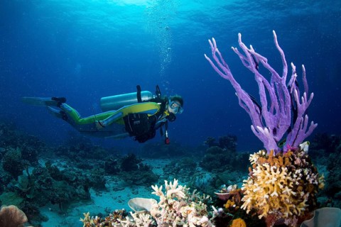Scuba diver looking at a colorful Demosponge (Demospongiae)