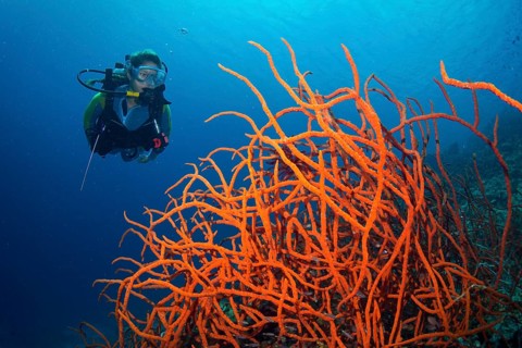 Scuba diver looking at a colorful Demosponge (Demospongiae)