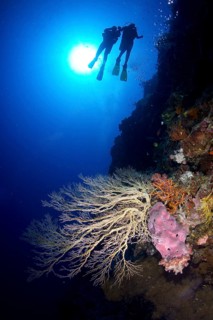 Large Gorgonian on a steep wall