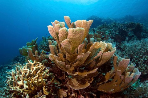 Stony Coral (Montipora delicatula)