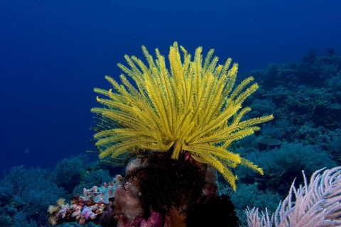 Variable Bushy Feather Star (Comanthina schlegeli)