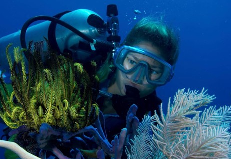 Scuba diver observing a Variable Bushy Feather Star (Comanthina schlegeli)