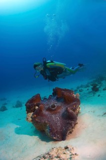 Scuba diver observing a Maxima Clam or Giant Clam (Tridacna maxima)
