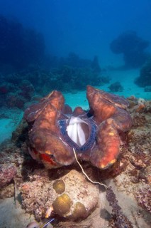 Maxima Clam or Giant Clam (Tridacna maxima)