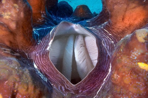 Maxima Clam or Giant Clam (Tridacna maxima)