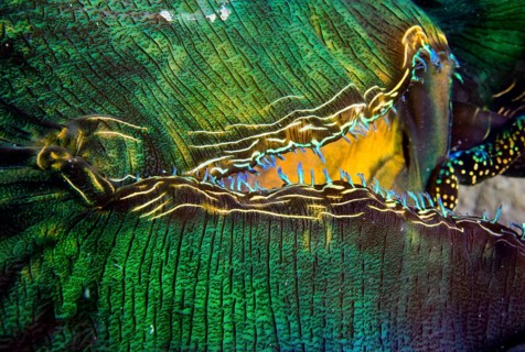 Maxima Clam or Giant Clam (Tridacna maxima)