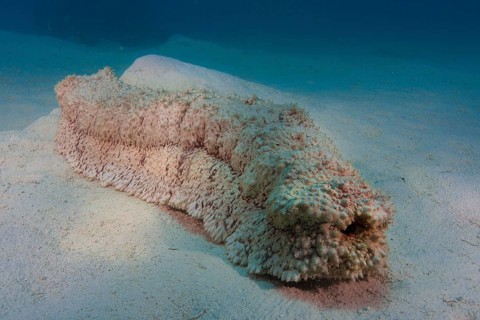 Sea Cucumber (Thelenota anax)