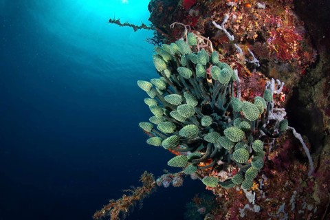 Lollipop Tunicate