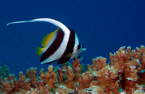 Pennant coralfish also longfin bannerfish (Heniochus acuminatus)