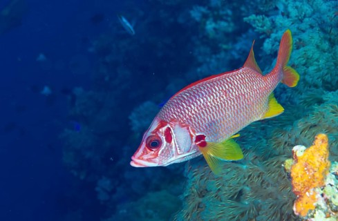 Sabre Squirrelfish