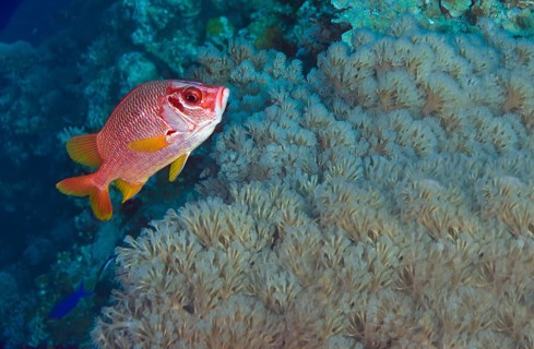 Sabre Squirrelfish