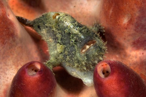 Giant Frogfish (Antennarius commersonii)
