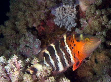 Red Breast Wrasse (Cheilinus fasciatus) in a coral reef