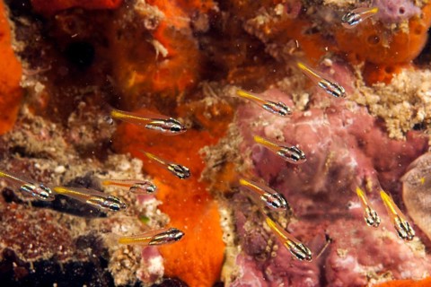 Mini Cardinalfish (Apogon neotes) in a coral reef