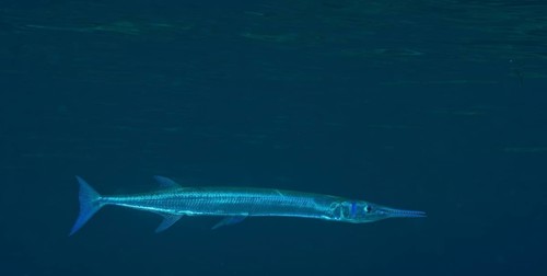 Houndfish (Tylosurus crocodilus crocodilus)