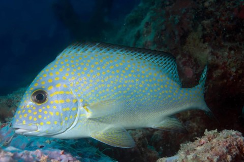 Goldspotted Sweetlips or Lemonfish (Plectorhinchus flavomaculatus)