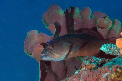 Blue-lined Coral Trout or Highfin Coral Grouper (Plectropomus oligacanthus) with a cleaner fish on a reef