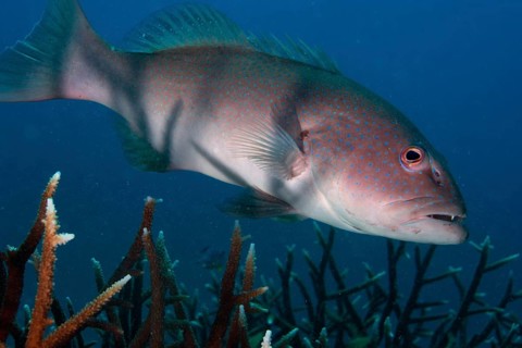 Blue-lined Coral Trout or Highfin Coral Grouper (Plectropomus oligacanthus) in a reef