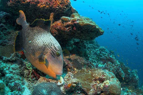 Yellowmargin Triggerfish (Pseudobalistes flavimarginatus) eating a clam