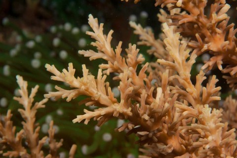 Stony Coral (Acropora)