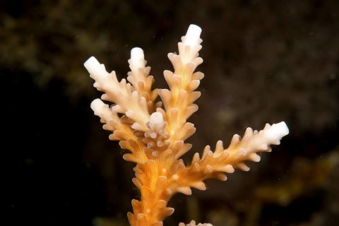 Stony Coral (Acropora)
