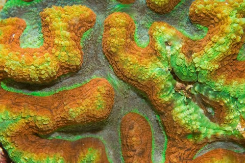 Brain Coral (Platygyra sp)