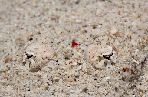 De Beaufort's Flathead or Crocodile Flathead (Cymbacephalus beauforti) hiding in the sand
