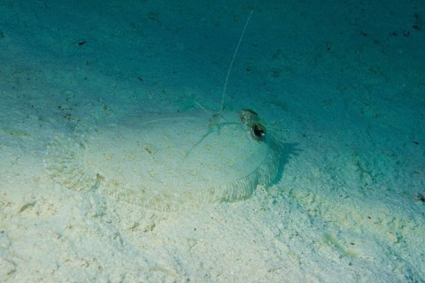Leopard Flounder (Bothus pantherinus) on the seabed