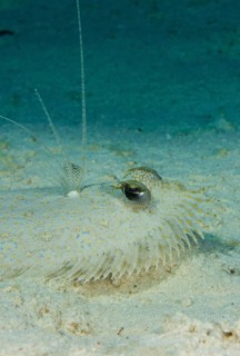 Leopard Flounder (Bothus pantherinus) on the seabed