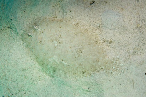 Leopard Flounder (Bothus pantherinus) on the seabed