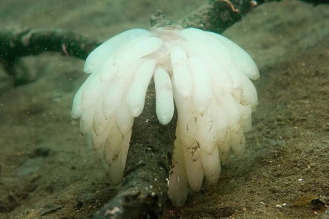 Eggs laid by a Bigfin Reef Squid or Oval Squid (Sepioteuthis lessoniana)