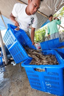 Balinese men in a shrimp farm sorting freshly caught shrimp into baskets for further transportation