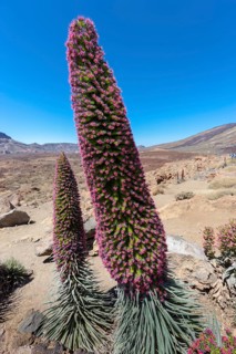Red flowering Tower of Jewels or Red Bugloss (Echium wildpretii)
