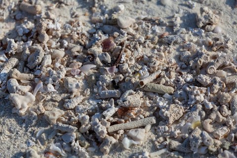 Coral sand