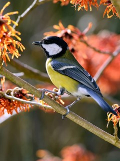 Great Tit (Parus major) perched on flowering witch hazel (Hamamelis x intermedia Jelena)